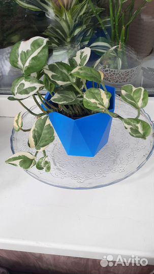 Комнатные цветы,эпипремнум