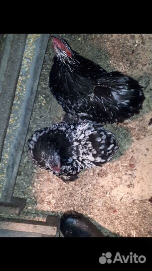 Куры карликовый кохинхин