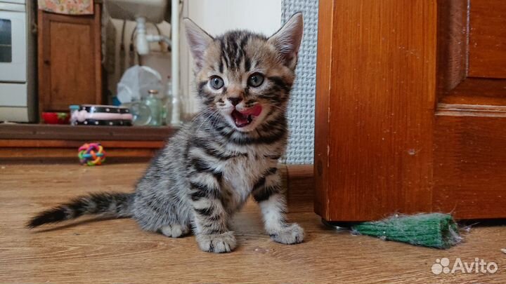 Шикарные котята