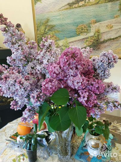 Саженцы сирени махровой