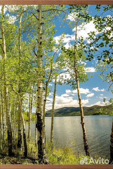 Греющая картина Березки