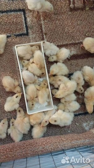 Перепелята суточные