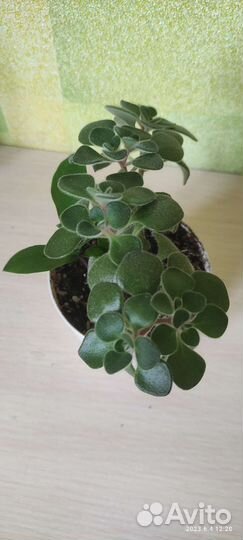 Аихризон, сингониум, сциндапсус марбл эпл панданус