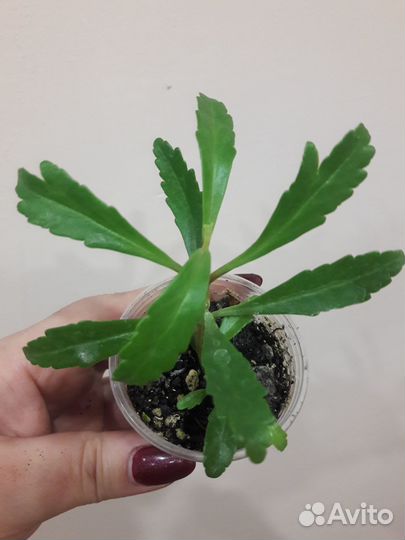 Каланхоэ Венди Ирезине