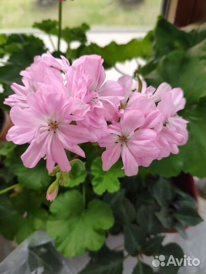 Пеларгонии цветы для дома и сада