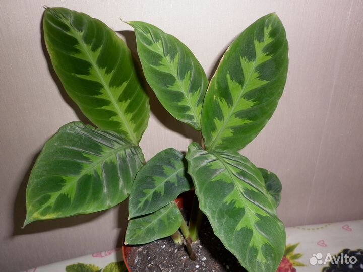 Комнатные растения цветы