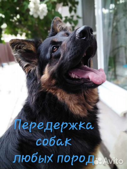 Передержка собак