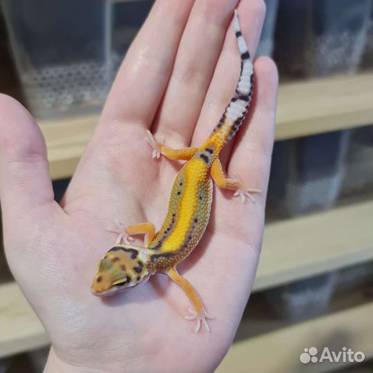 Пятнистые эублефары, гекконы