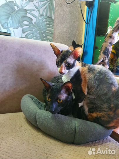 Котята