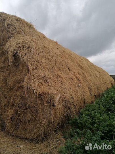 Сено в рулонах