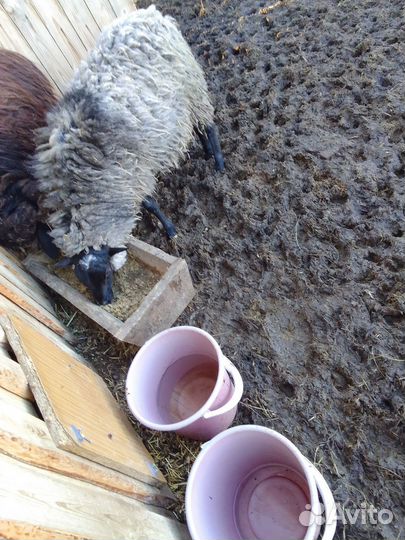 Продам барашка