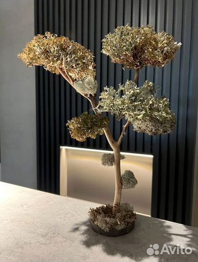 Дерево бонсай