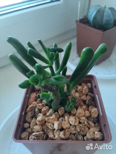 Крассула Голлум