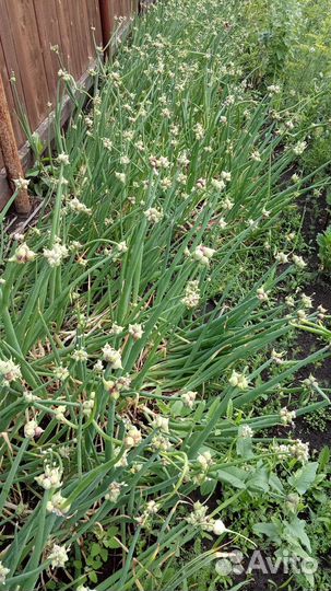 Многоярусный лук