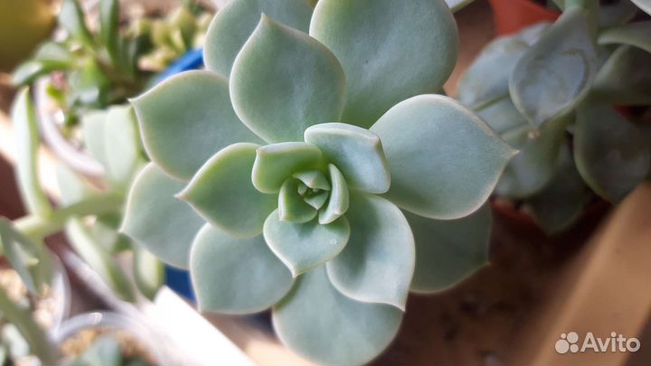 Суккуленты 2