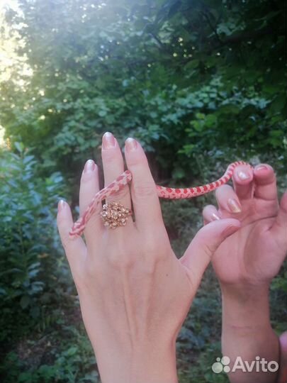 Маисовый полоз