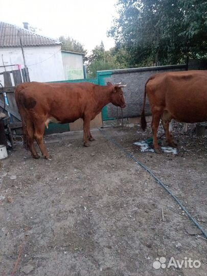 Коровы дойные