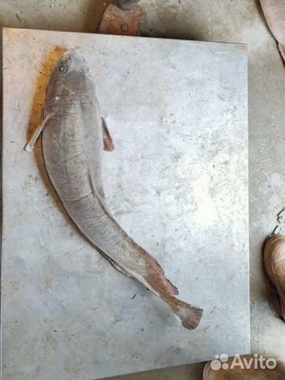 Налим Ямальский. Свежемороженый