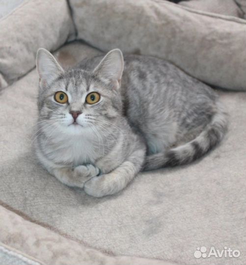 Кошка Мун