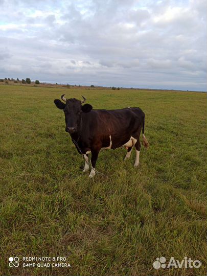 Молочная корова