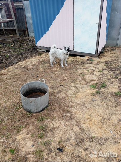 Щенки лайки