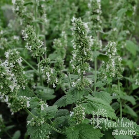 Мелисса лимонная