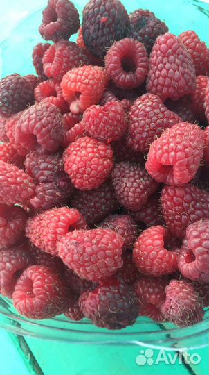 Саженцы ремонтантной малины