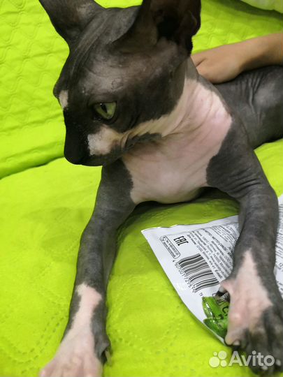 Канадский сфинкс вязка