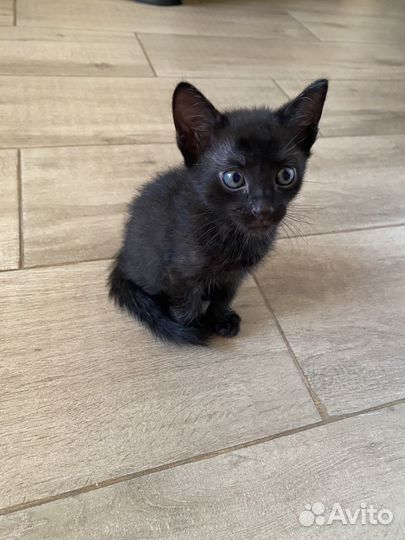 Котята сфинкс браш