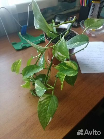 Эпипремнум