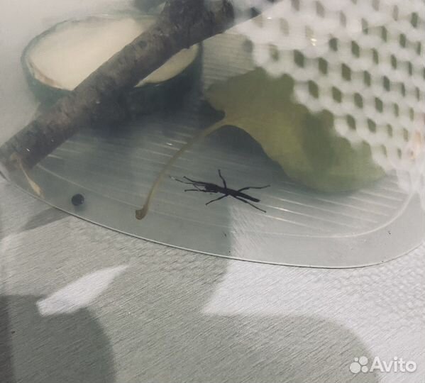 Перуанский палочник/кордильерский