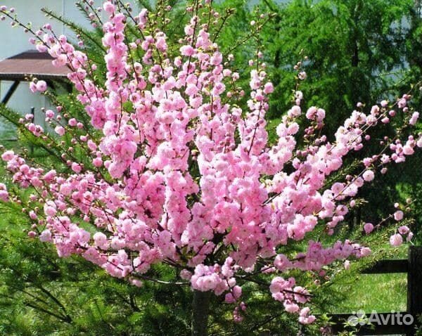 Магнолия и Сакура, саженцы