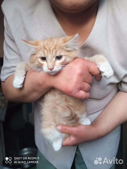 Кошка в дар бесплатно