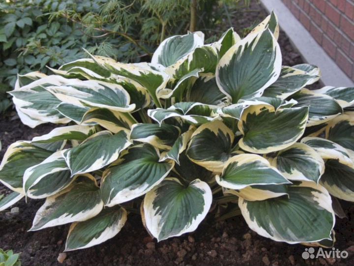 Хосты Патриот