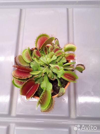 Венерина Мухоловка