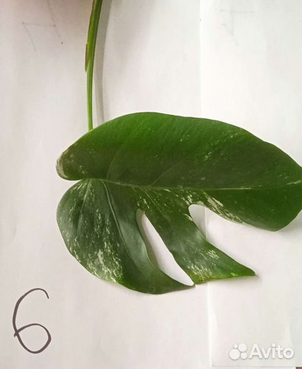 Монстера вариегатная альба