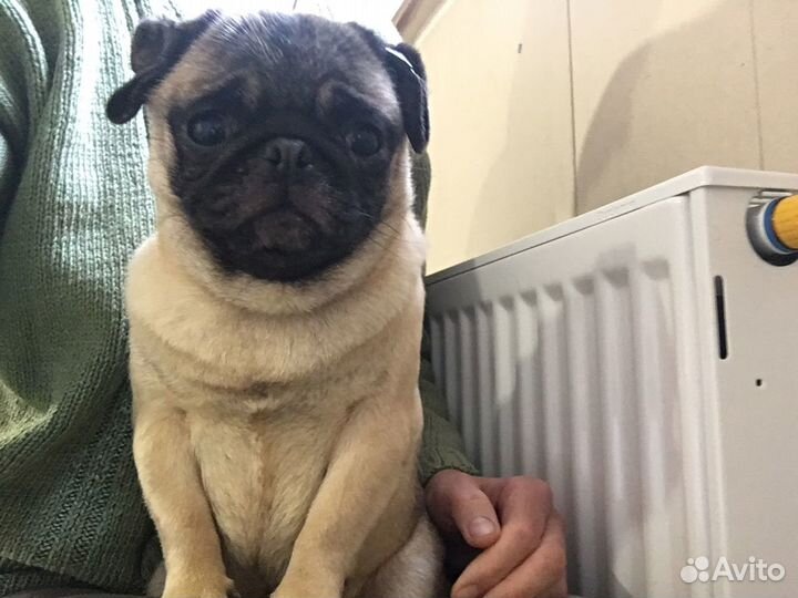 Мопс девочка