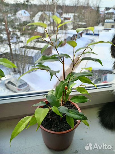 Фикус Бенджамина