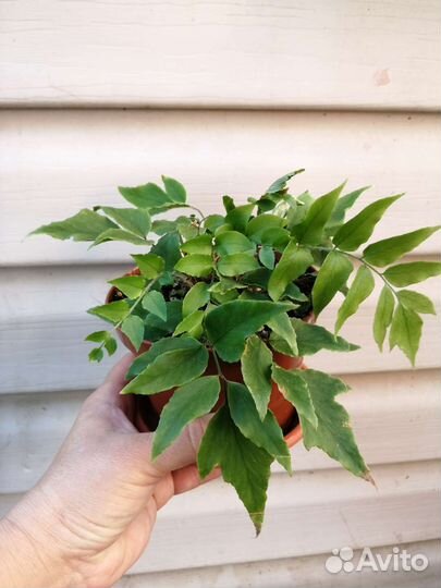 Комнатные растения