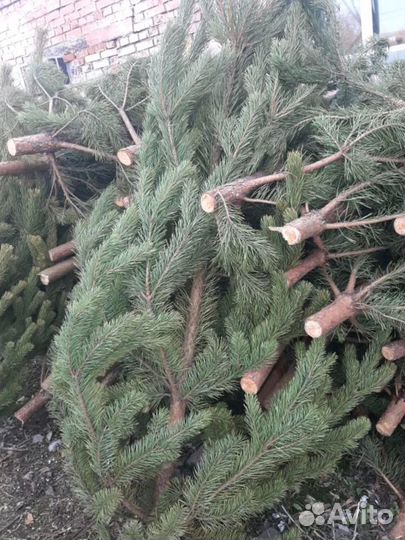 Сосна оптом