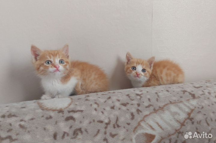 Котик мальчик 3 месяца