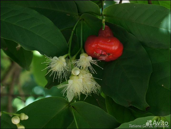 Сизигиум аквум, олесум, карисса пестролистная