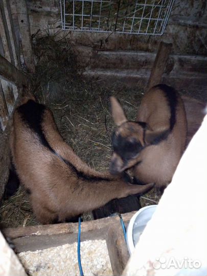 Козлик чп чех