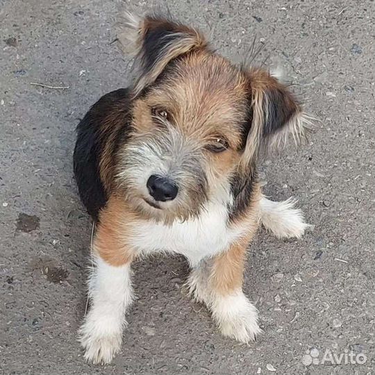 Терьер в дар