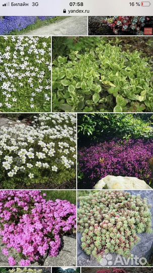 Почвопокровные растения для сада, альпийской горки