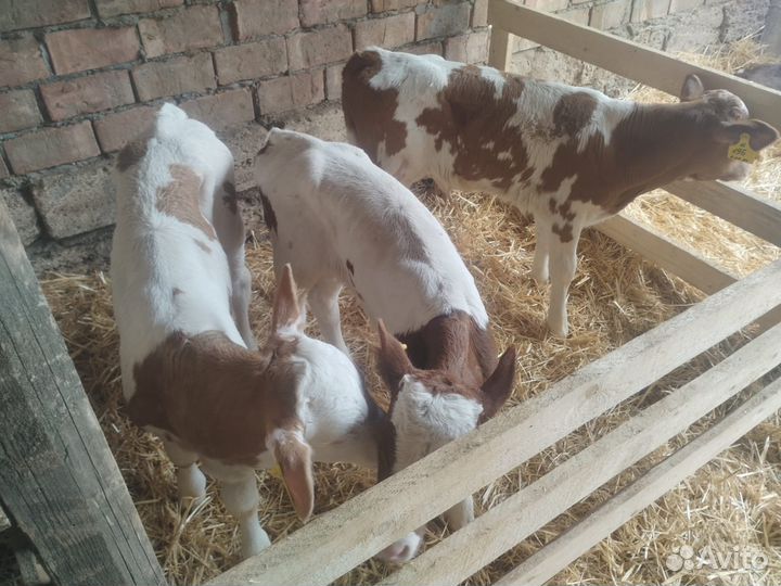 Телята (бычки и телочки)