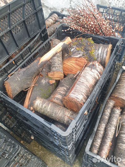 Черешня цена за куб