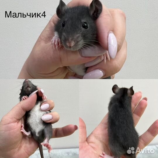 Декоративная крыса