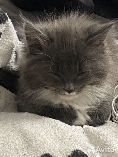 Мейн-кун и русская голубая