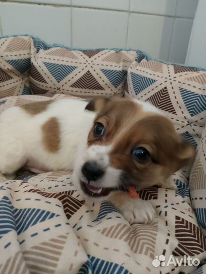 Пекинес в добрые руки